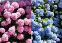 VAŠE HORTENZIJE ĆE MAGIČNO PROMIJENITI BOJU, JEDNO LJETO ĆE BITI ROZE, JEDNO PLAVE: Trik koji morate da isprobate!