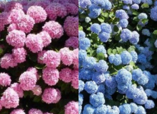 VAŠE HORTENZIJE ĆE MAGIČNO PROMIJENITI BOJU, JEDNO LJETO ĆE BITI ROZE, JEDNO PLAVE: Trik koji morate da isprobate!