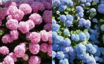 VAŠE HORTENZIJE ĆE MAGIČNO PROMIJENITI BOJU, JEDNO LJETO ĆE BITI ROZE, JEDNO PLAVE: Trik koji morate da isprobate!