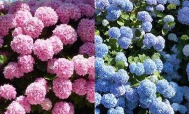 VAŠE HORTENZIJE ĆE MAGIČNO PROMIJENITI BOJU, JEDNO LJETO ĆE BITI ROZE, JEDNO PLAVE: Trik koji morate da isprobate!
