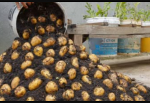 Naučite kako uzgajati KROMPIR u kanti i ne morate ga kupovati cijele godine: OVO JE postupak!