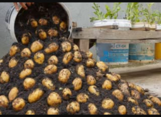 Naučite kako uzgajati KROMPIR u kanti i ne morate ga kupovati cijele godine: OVO JE postupak!