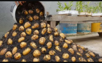 Naučite kako uzgajati KROMPIR u kanti i ne morate ga kupovati cijele godine: OVO JE postupak!