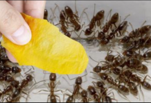 Domaći TRIK za rješavanje mrava u vikendici i vrtu: Samo ga stavim na zemlju i sutradan mrava nema!