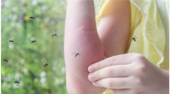 Sipajte OVO u čašu vode i komarci vam neće ulaziti u kuću: Napravite moćan alat za uživanje u ljetnim večerima!