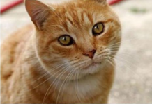 ZAŠTO MAČKA PRATI VLASNIKA U STOPU: Ako ide s vama čak i u WC, EVO ŠTA VAM PORUČUJE