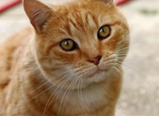 ZAŠTO MAČKA PRATI VLASNIKA U STOPU: Ako ide s vama čak i u WC, EVO ŠTA VAM PORUČUJE