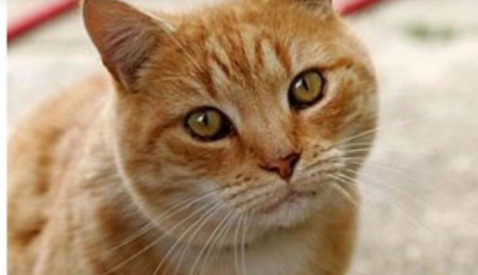 ZAŠTO MAČKA PRATI VLASNIKA U STOPU: Ako ide s vama čak i u WC, EVO ŠTA VAM PORUČUJE