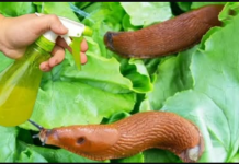 TRIK kako se trajno riješiti puževa pomoću sode bikarbone: Više se neće približavati vrtu!