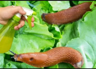 TRIK kako se trajno riješiti puževa pomoću sode bikarbone: Više se neće približavati vrtu!