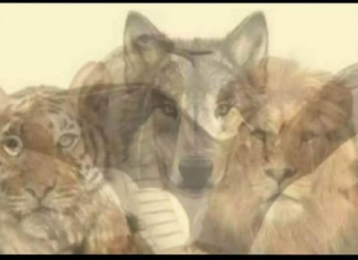 KOJA JE PRVA ŽIVOTINJA KOJU STE VIDJELI NA SLICI: Samo mali broj ljudi primjećuje jednu, a to otkriva vaše najdublje tajne