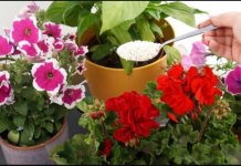 Jedna žlica i svaki cvijet odmah oživi i procvjeta: DJELUJE NA SVE ŠTO CVJETA!