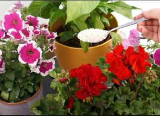 Jedna žlica i svaki cvijet odmah oživi i procvjeta: DJELUJE NA SVE ŠTO CVJETA!