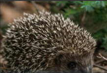 Ako vidite ježa u bašti, to nije slučajnost: Njegov dolazak ima važno značenje, evo i koje