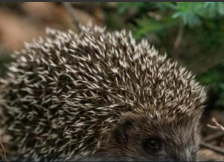 Ako vidite ježa u bašti, to nije slučajnost: Njegov dolazak ima važno značenje, evo i koje