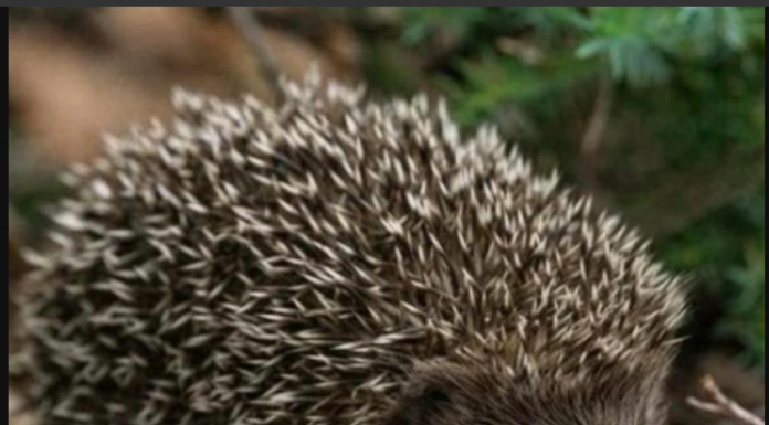 Ako vidite ježa u bašti, to nije slučajnost: Njegov dolazak ima važno značenje, evo i koje