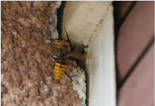 Stršljeni se plaše samo jedne stvari i to je jedini način da ih se riješite