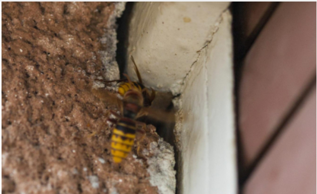 Stršljeni se plaše samo jedne stvari i to je jedini način da ih se riješite