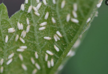 Svekrva se riješila lisnih uši za nekoliko sekundi: biljke koje uzgaja toliko su zdrave da su joj čak i susjedi zavidni