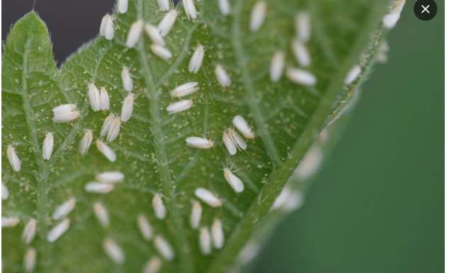 Svekrva se riješila lisnih uši za nekoliko sekundi: biljke koje uzgaja toliko su zdrave da su joj čak i susjedi zavidni