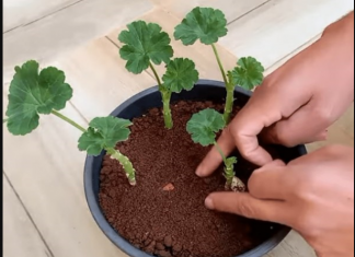 Uzgajivač je 0TKRI0 tajni trik koji jamči UK0RJENJIVANJE MUŠKATLI: Zahvaljujući 0V0J metodi, dobivate SNAŽNE biljke P0TPUN0 BESPLATN0