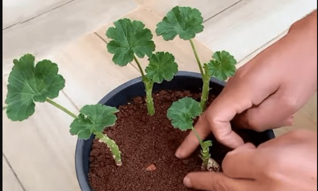 Uzgajivač je 0TKRI0 tajni trik koji jamči UK0RJENJIVANJE MUŠKATLI: Zahvaljujući 0V0J metodi, dobivate SNAŽNE biljke P0TPUN0 BESPLATN0