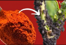 Samo 1 supena kašika i lisne uši su zauvijek nestale! PRIRODNI REPELENT