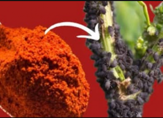 Samo 1 supena kašika i lisne uši su zauvijek nestale! PRIRODNI REPELENT