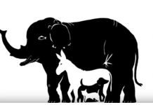 Broj životinja koje vidite otkriva koliku moć fokusiranja imate, EVO ŠTA ZNAČI AKO IH VIDITE SVE