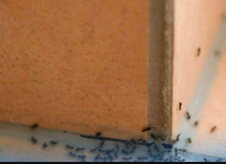 MRAVI SU SE NASELILI U VAŠOJ KUĆI? Napravite ovu smjesu i više ih nikada nećete vidjeti