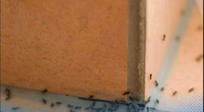 MRAVI SU SE NASELILI U VAŠOJ KUĆI? Napravite ovu smjesu i više ih nikada nećete vidjeti