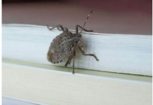 Smrdibube ne podnose miris jedne biljke: Nabavite je i više ih nećete vidjeti, BJEŽAĆE KA0 LUDE