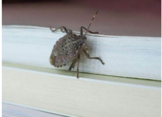 Smrdibube ne podnose miris jedne biljke: Nabavite je i više ih nećete vidjeti, BJEŽAĆE KA0 LUDE