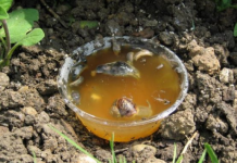 Ne kupujte otrov za puževe u trgovini, ovako ćete ih se RIJEŠITI u vrtu i na gredicama: Imam čisto cijelo dvorište i nema KEMIKALIJA!