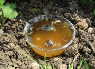 Ne kupujte otrov za puževe u trgovini, ovako ćete ih se RIJEŠITI u vrtu i na gredicama: Imam čisto cijelo dvorište i nema KEMIKALIJA!