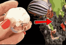 Lisne uši i krompirove zlatice nestaju doslovno za 1 minutu! Najmoćniji prirodni insekticid!