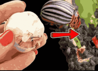 Lisne uši i krompirove zlatice nestaju doslovno za 1 minutu! Najmoćniji prirodni insekticid!