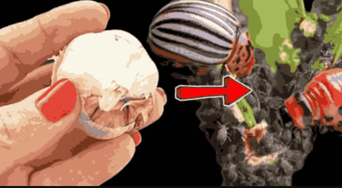 Lisne uši i krompirove zlatice nestaju doslovno za 1 minutu! Najmoćniji prirodni insekticid!