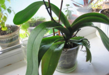 ORHIDEJE VAM NE CVJETAJU? Stavite samo 1 namirnicu u korijen i bujaće tokom cijele godine