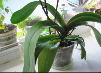 ORHIDEJE VAM NE CVJETAJU? Stavite samo 1 namirnicu u korijen i bujaće tokom cijele godine