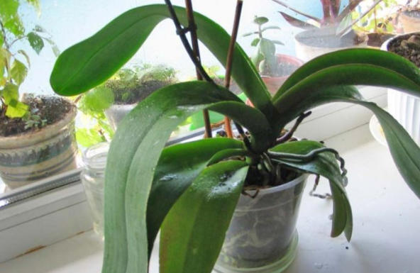 ORHIDEJE VAM NE CVJETAJU? Stavite samo 1 namirnicu u korijen i bujaće tokom cijele godine