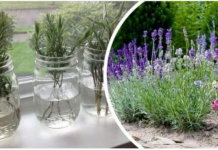 Ovako razmnožavam lavandu i naše dvorište je postalo oaza mira i mirisa: MOŽETE JE I VI, VRLO JE JEDNOSTAVNO!