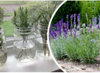 Ovako razmnožavam lavandu i naše dvorište je postalo oaza mira i mirisa: MOŽETE JE I VI, VRLO JE JEDNOSTAVNO!