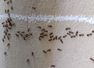 Imate mrave u kući i kuhinji koji nikako da odu: Ovim trikom ih isterajte – Deluje već posle prvog prskanja!