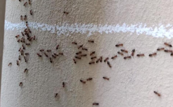 Imate mrave u kući i kuhinji koji nikako da odu: Ovim trikom ih isterajte – Deluje već posle prvog prskanja!