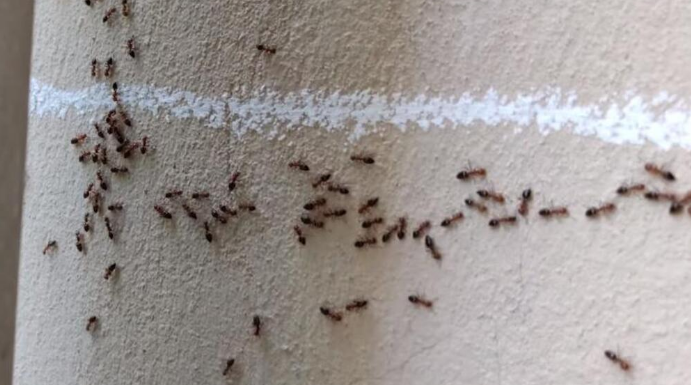 Imate mrave u kući i kuhinji koji nikako da odu: Ovim trikom ih isterajte – Deluje već posle prvog prskanja!