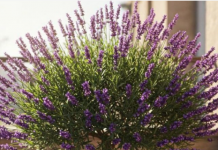 Evo kako da uzgajate drvo Lavande koje će cvjetati godinama