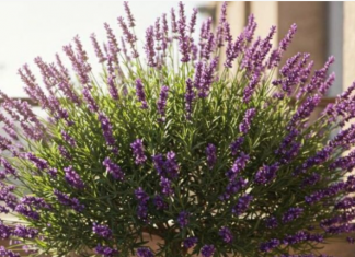 Evo kako da uzgajate drvo Lavande koje će cvjetati godinama