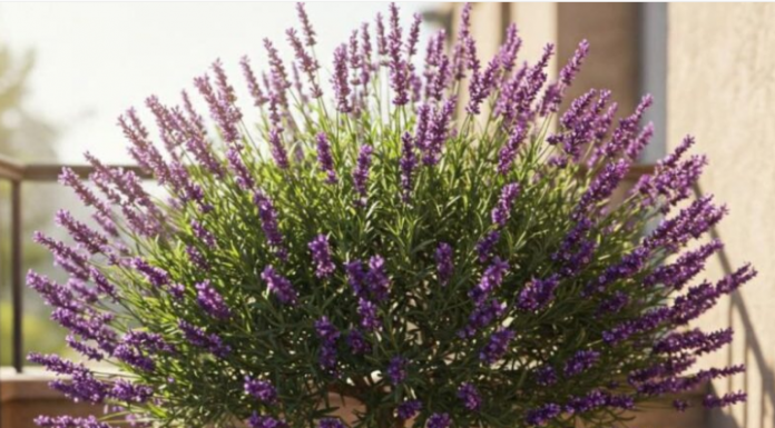 Evo kako da uzgajate drvo Lavande koje će cvjetati godinama