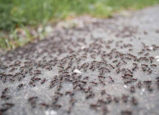 BJEŽE KAO LUDI: Ovo je “bijela smrt” za mrave, a nije ni so, ni soda bikarbona!